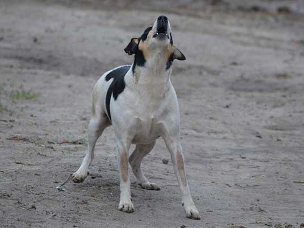 Можно ли крылья собакам. Trigger Stacking Dog.