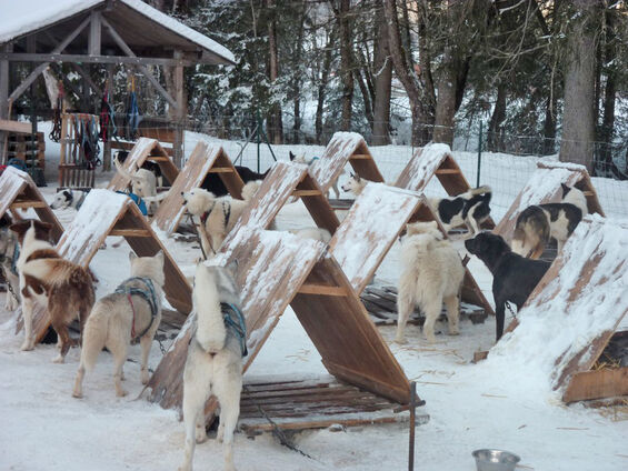 Les chiens nous attendent...